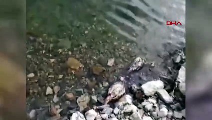 Près de 50 perdrix mortes ont été retrouvées sur les rives de la rivière Murat à Elazığ.