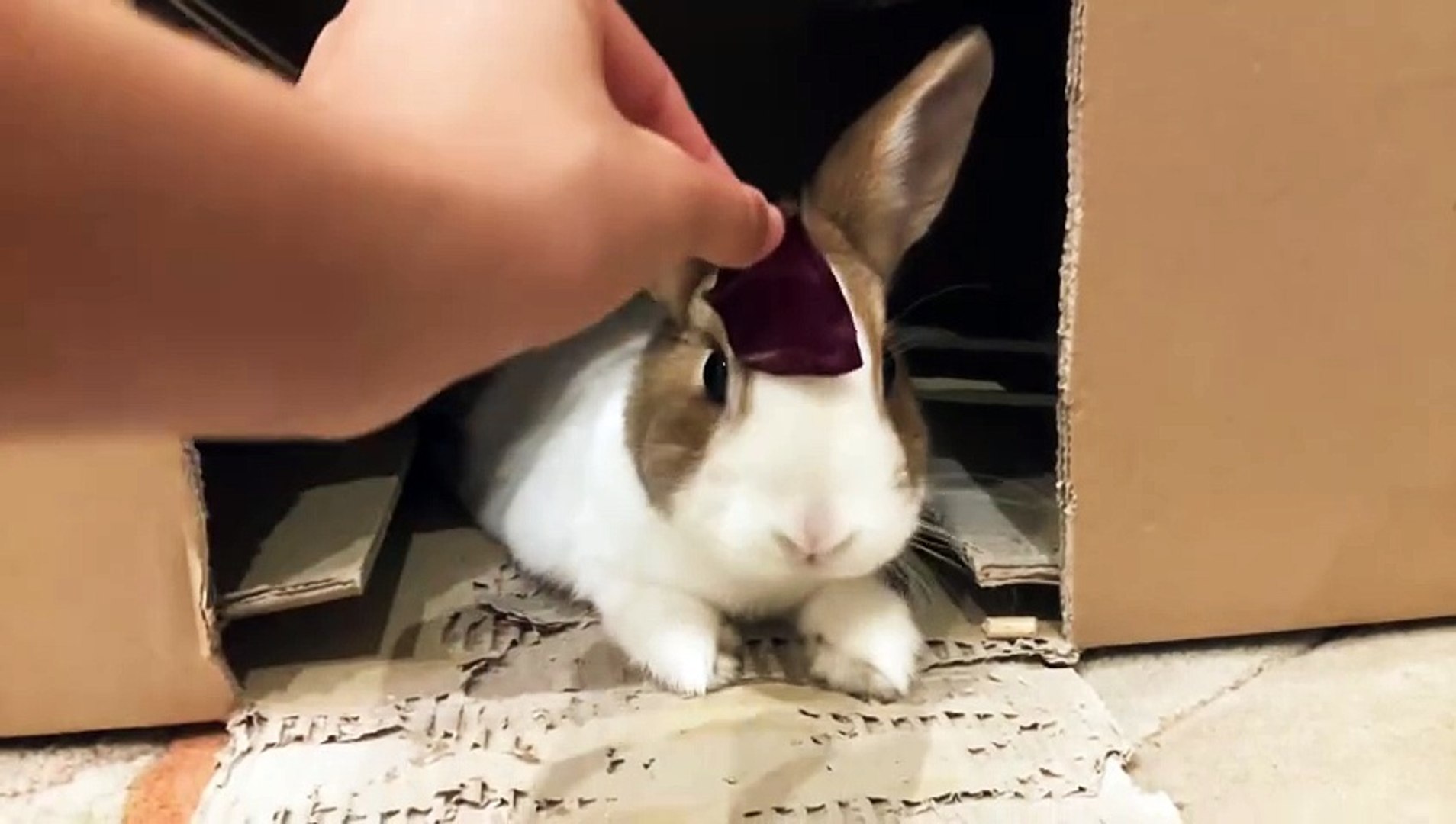 ⁣Little Arden - The Lost Vlogger