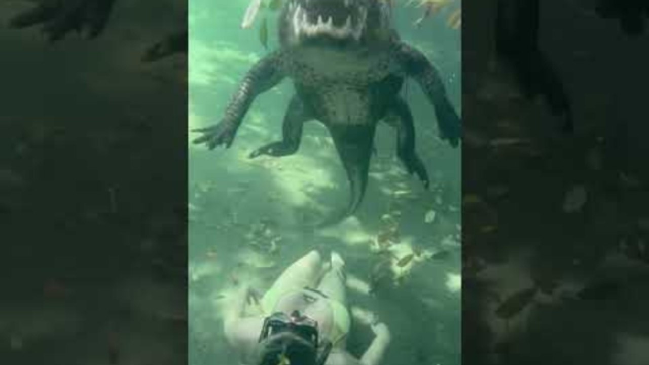 Swimming with alligators ❤️