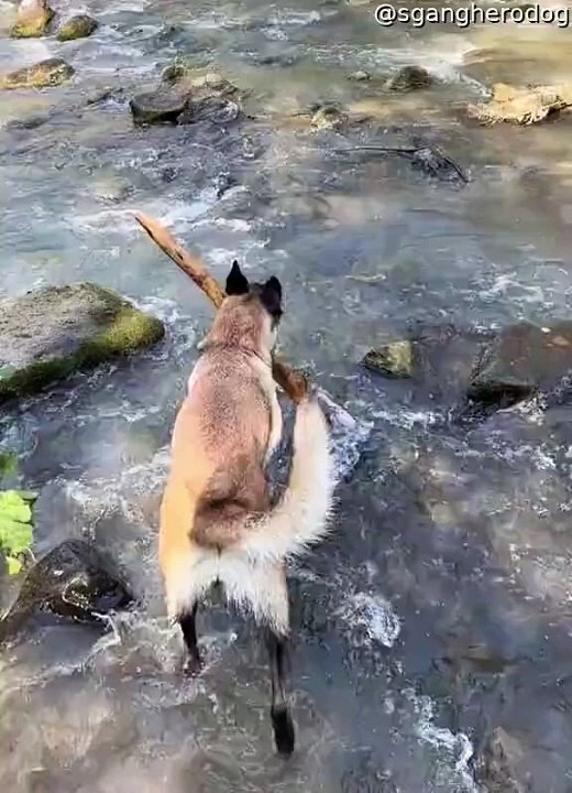 Le Malinois belge perd le bâton face à la rivière