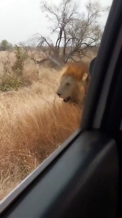 Animal honeymoon tour on the street Kruger national park...