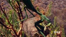 Female praying mantis chomps down on its mate ｜ Yosemite ｜ America's National Parks