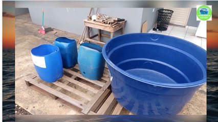 projeto criação de tilapia em cx dagua