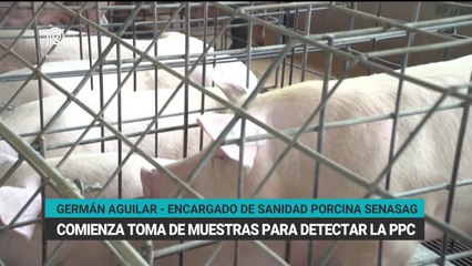 Comienza toma de muestras para detectar la PPC