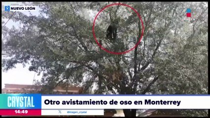 Reportan otro avistamiento de oso en Monterrey