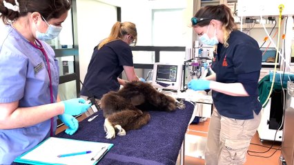 Gibbons’ new home at zoo | Daily Liberal | 2023