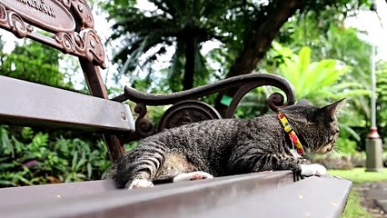 [ Part 1 | The Worlds of Cats ] : Cheerful Cats: Entertaining Moments