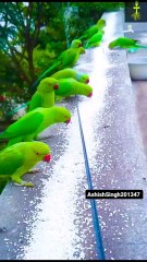 looking love ❤️ birds 