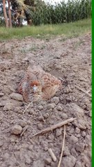 teetar playing in mud