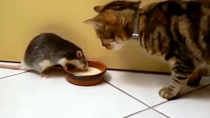 Tom and Jerry in Real Life   Том и Джери в реальной жизни