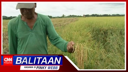 Beyond the lead: Pagtatakda ng presyo ng bigas mula palayan