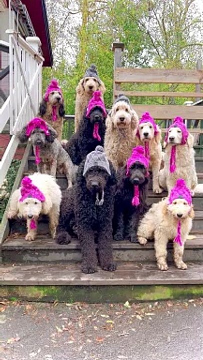 Eleven Fluffy Fashionistas
