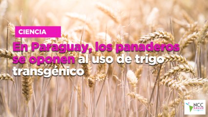 En Paraguay, los panaderos se oponen al uso de trigo transgénico