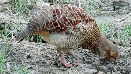 Gary francolin teetar sound