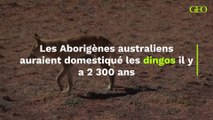 Il y a 2 300 ans, les Aborigènes australiens auraient domestiqué les dingos