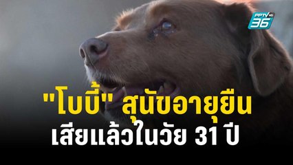"โบบี้" สุนัขอายุยืนที่สุดในโลก ตายแล้วในวัย 31 ปี | เที่ยงทันข่าว | 24 ต.ค. 66