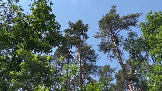 Gazeta Lubuska. Zielona Góra. Co wywołuje pożary lasów?