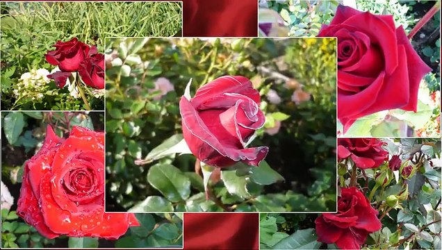 Группа Фристайл иВадим Казаченко - О черных и красных розах.