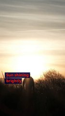 The Art of Perfect Push-Ups