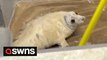 Ocean activist saves 1,000 seals off Britain - and even built them a hospital