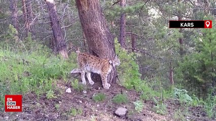 Kars'ta yaban hayvanları doğal ortamlarında 242 noktadan takip edildi