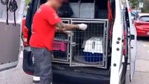 VÍDEO: emocionante rescate de 400 animales maltratados por una red criminal en Barcelona