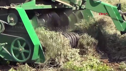 Gaziantep'te Yer Fıstığı Hasadı Başladı