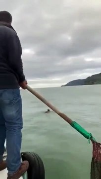 Un ourson se retrouve perdu à nager au milieu d'un lac