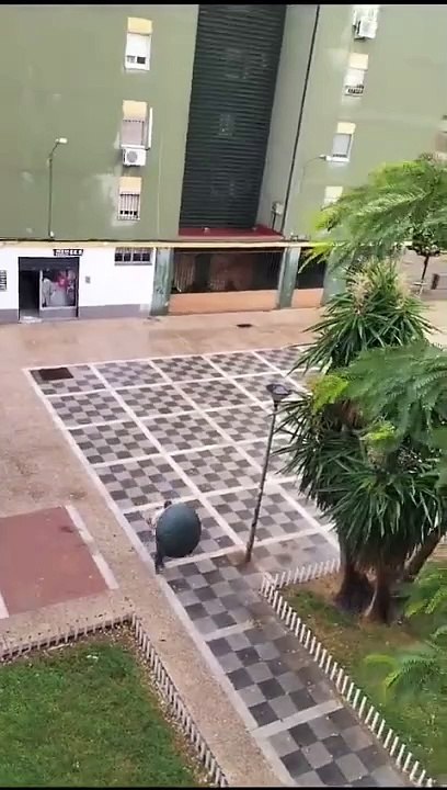 Se ha caído la palmera