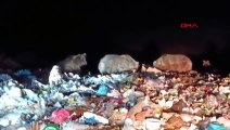 Boz ayılar Sarıkamış ilçe çöplüğünü mesken tuttu