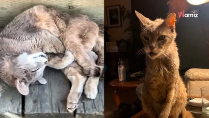 Ten 21-letni kocur na starość postanowił przenieść się do sąsiadów!