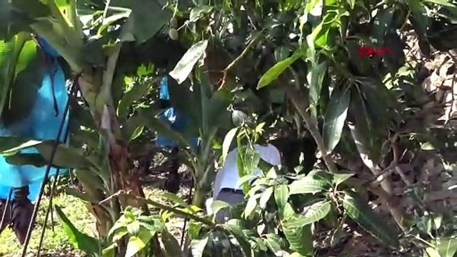 Bahçesine ektiği 12 ağaçtan 200 bin lira gelir elde etti