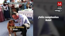 Bobi, el perrito más longevo del mundo fallece a los 31 años en Portugal