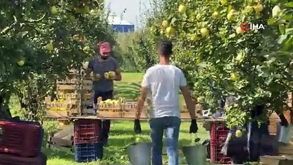 Sakarya'da tek tek elle toplanıyor, sapından yaprağına kadar değerli: Tarlada kilosu 10 TL!