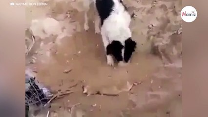 Pies stanął nad grobem brata: to co zrobił zszokowało cały świat (video)