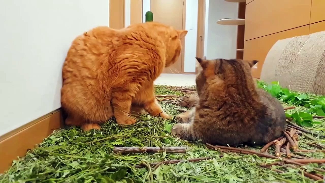 $1000 Crazy Catnip Party!ㅣKittisaurus