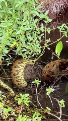 Video: ¡Impactante! El momento en que una sicuri abraza un cerdo y lo engulle
