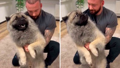 Videot näyttävät kiropraktikon, joka korjaa koirien selkärangan sekunneissa