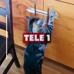 Saniyeler sürdü! Kedi minicik patileriyle dolabın kilidini işte böyle açtı