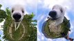 This 360 Camera Makes This Cute Dog Pulls the FUNNIEST FACES!