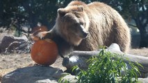 Adorable Bear Munches on Pumpkin!