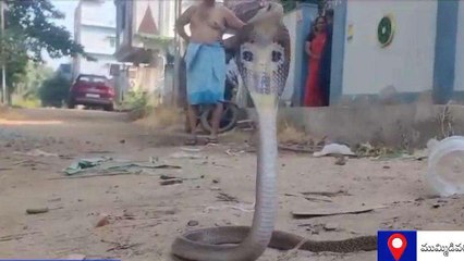 కోనసీమ జిల్లా: ఇటుకలు తీస్తుంటే బుసలు కొట్టిన పాము... వీడియో