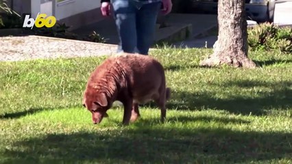 World’s Oldest Dog Passes Away at 31-Years-Old