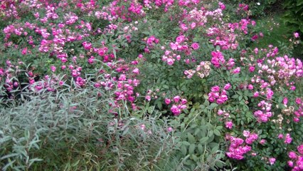 Ogród Botaniczny UKW zaprasza na ostatnie jesienne spacery