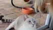 Un Golden Retriever et un chat deviennent les meilleurs amis du monde : les internautes craquent sur leur relation