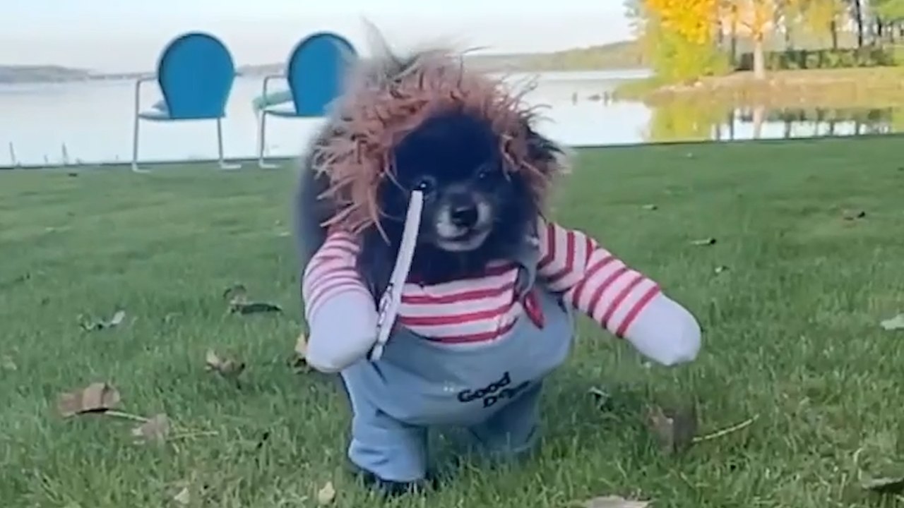 Dog Wears Cute Chucky Costume for Halloween!