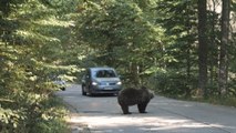 Vivre avec ou les pourchasser: face aux ours, les Roumains divisés