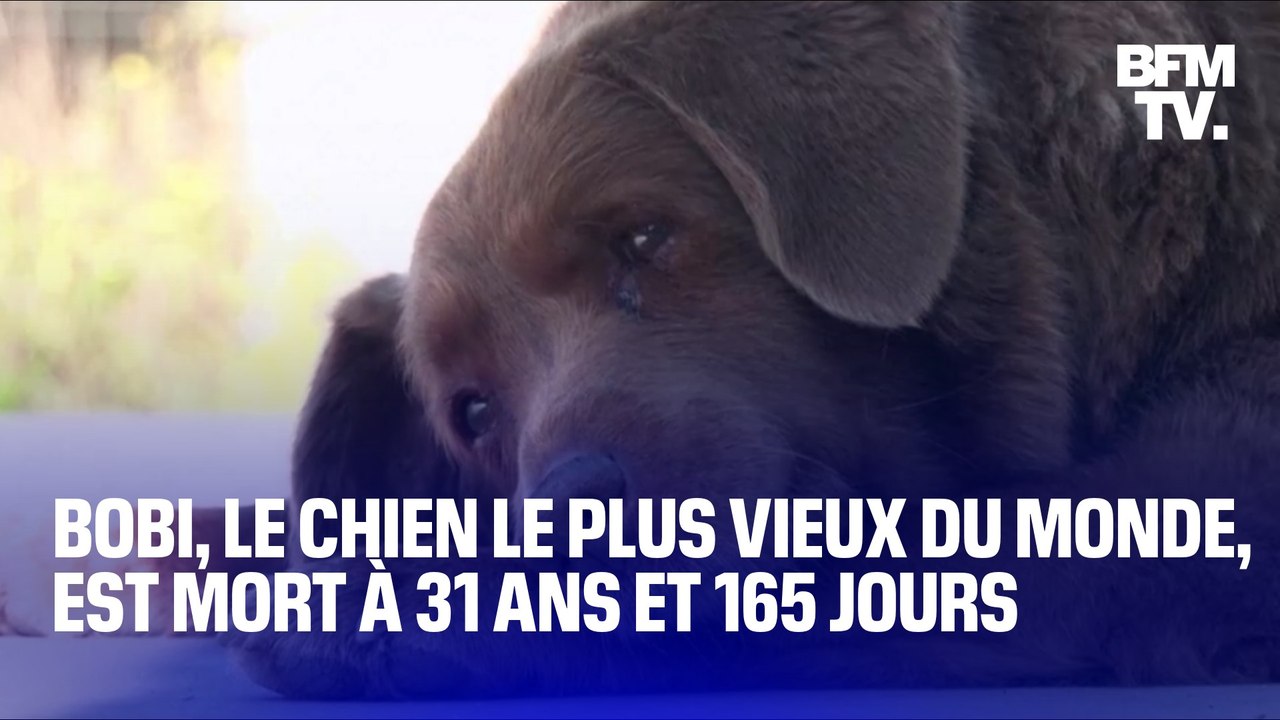 Bobi, le chien le plus vieux du monde, est mort à 31 ans et 165 jours