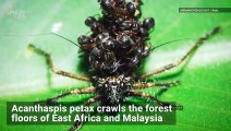 Dead Ants Used for Camouflage? This Mysterious Creature Does Just That