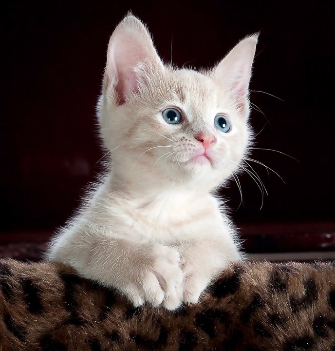 CAT MUSIC
